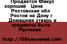 Продается Фикус хороший › Цена ­ 1 000 - Ростовская обл., Ростов-на-Дону г. Домашняя утварь и предметы быта » Растения   